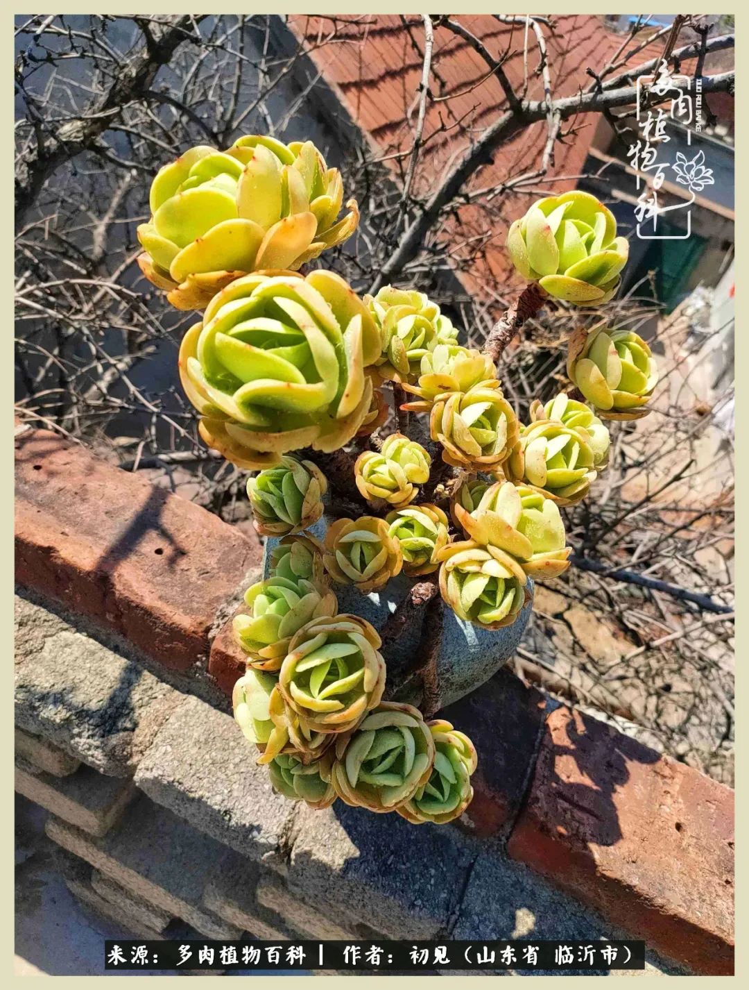 和多肉植物相伴,和多肉相处的心情