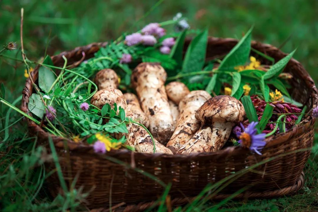 松茸菌干货的吃法,新鲜松茸菌怎么做好吃一点