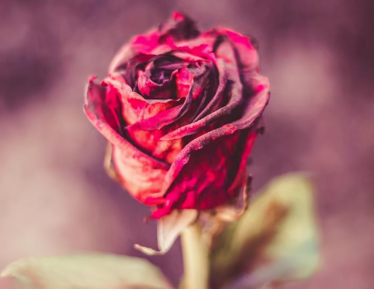 同居过女人心态是怎样的,不要对离过婚的女人有偏见