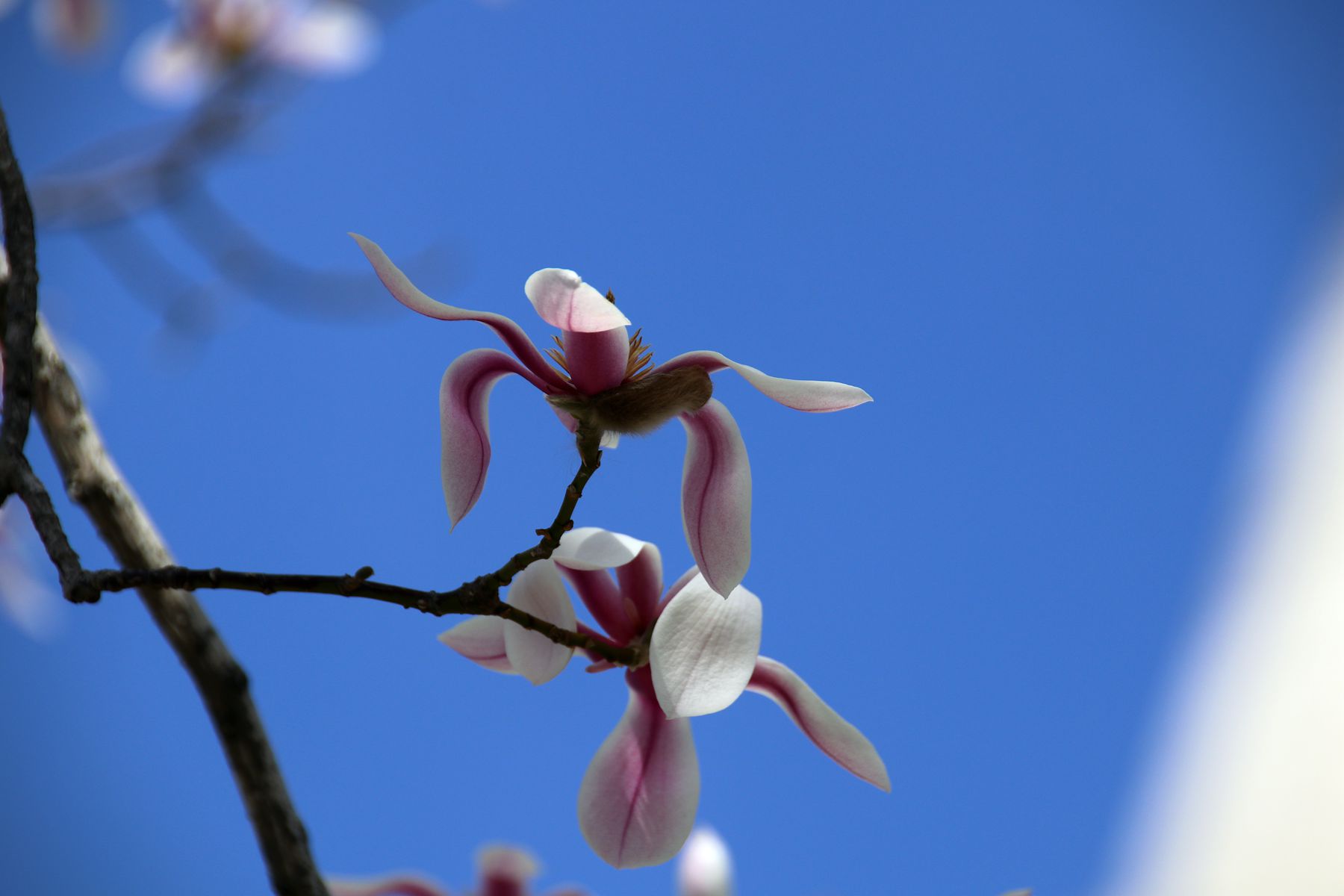 朋友两个字怎么注音,郭德纲解释什么是朋友原话