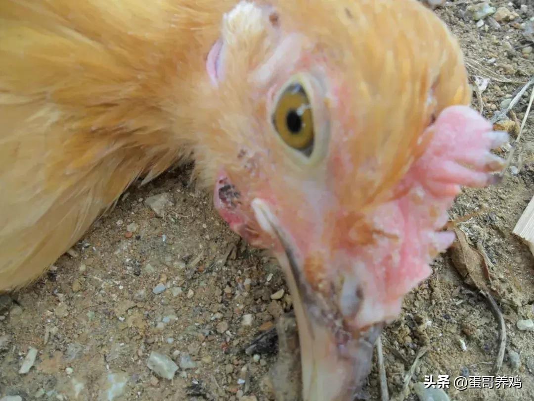 鸡痘的最好预防方法,鸡痘怎么预防最好方法