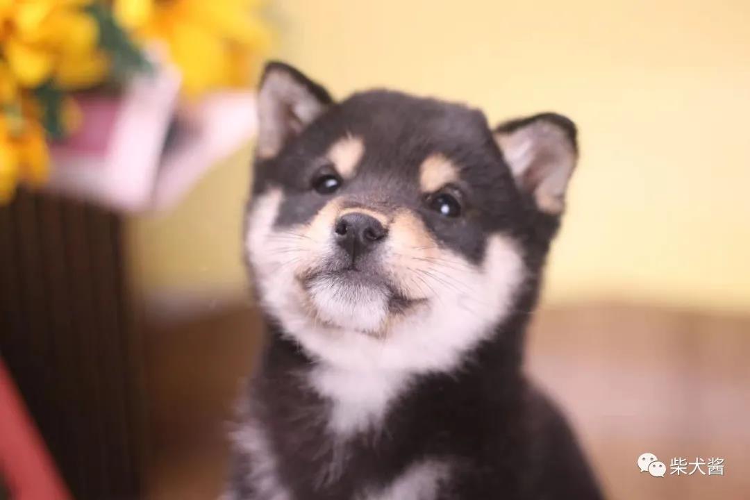 柴犬买犬舍还是宠物店好,哪里的狗市柴犬最便宜