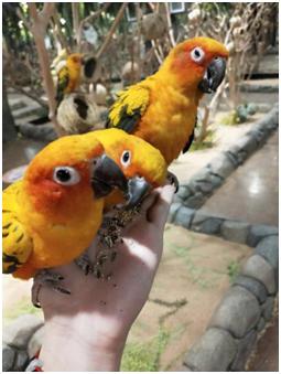 积木+萌宠+绘画+平衡车，6月石家庄国际车展端午最强亲子打卡点