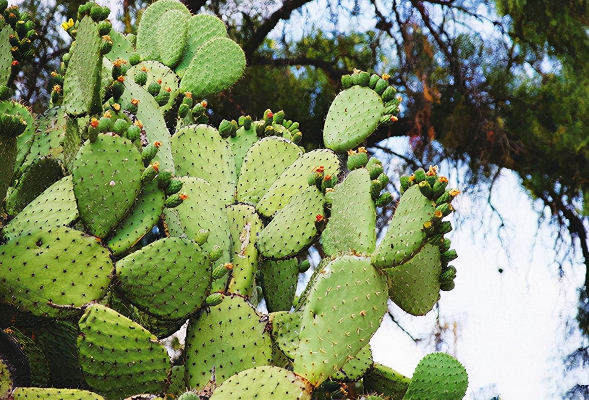 爱吃仙人球的国家,最喜欢吃仙人掌的国家是墨西哥