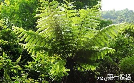 中国珍稀濒危植物保护名录,十大珍稀植物排行榜