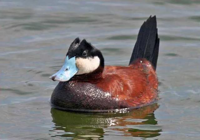 你知道鲸鱼的鸡儿长什么样吗?