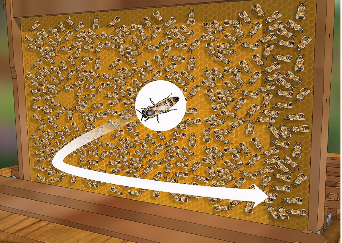 土养蜜蜂换王怎样方便找到蜂王,蜜蜂二十多只带一个蜂王怎么养殖