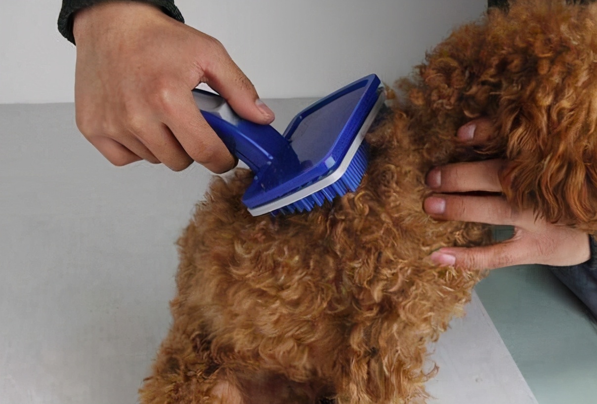 泰迪和贵宾犬有什么区别,贵宾犬和泰迪有什么区别