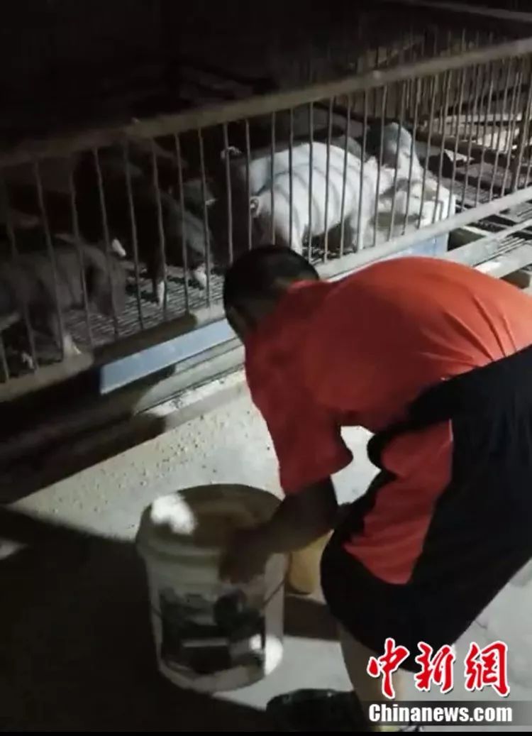 9岁养猪老手！男孩做作业顺手接生了7头猪崽