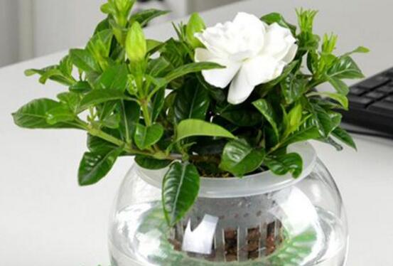 栀子花水培和土培哪种好养,栀子花修剪栀子花扦插水培