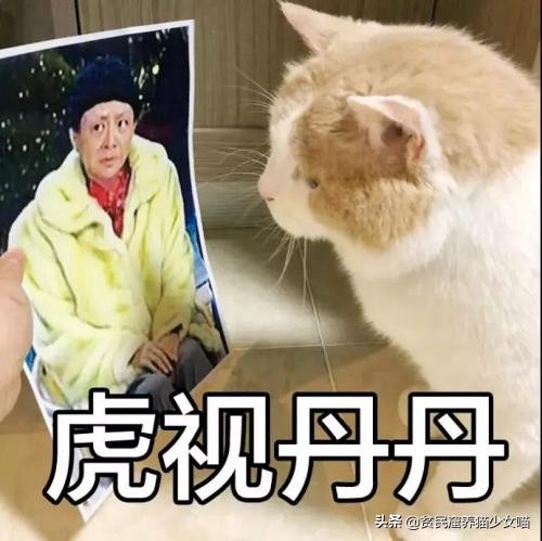 猫咪的小喷嚏可能存在大问题,铲屎关门千万不要掉以轻心