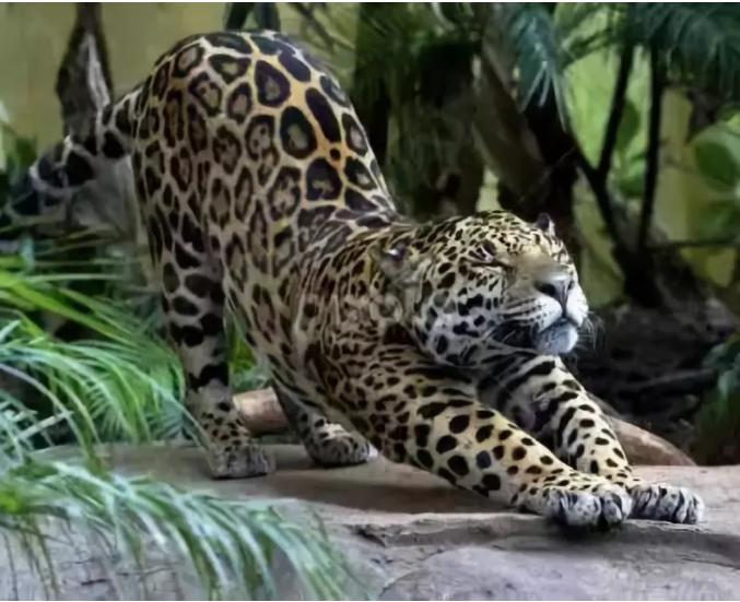 不管是黑猫还是白猫,大猫小猫都是猫