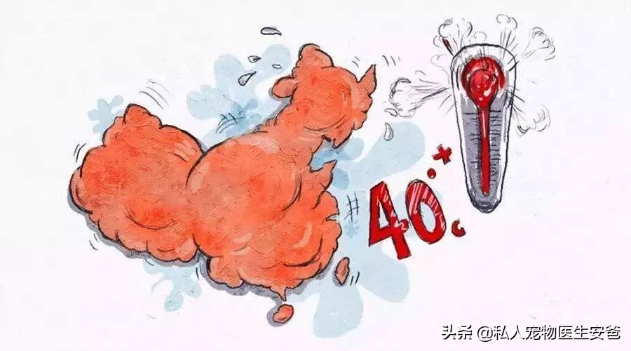 宠物疫苗可以在网上买吗,安爸为啥打生物制剂