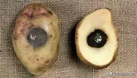 马铃薯病害知识与防治书籍,马铃薯黑胫病病害及防治方法