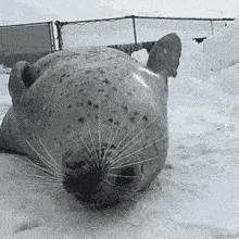 中国60年代汽车转向灯,早期汽车箭头转向灯是什么样子