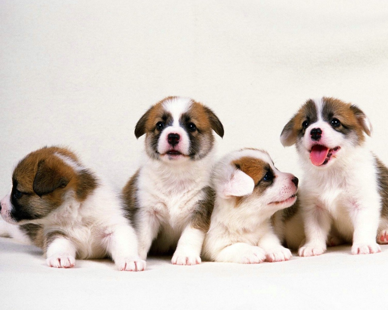 中国有什么名贵的狗,俄罗斯名贵狗价格