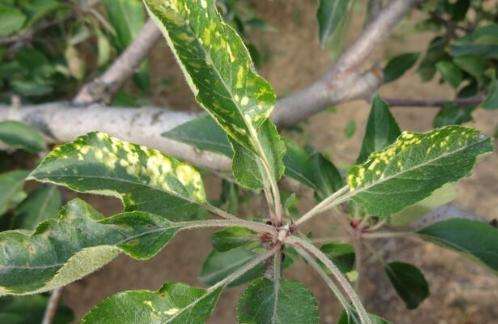 苹果树黄叶病的原因,苹果树黄叶病和打除草剂有关系吗