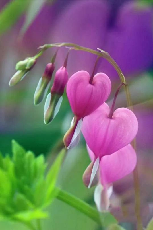 这把伞诗歌:《四月童话》