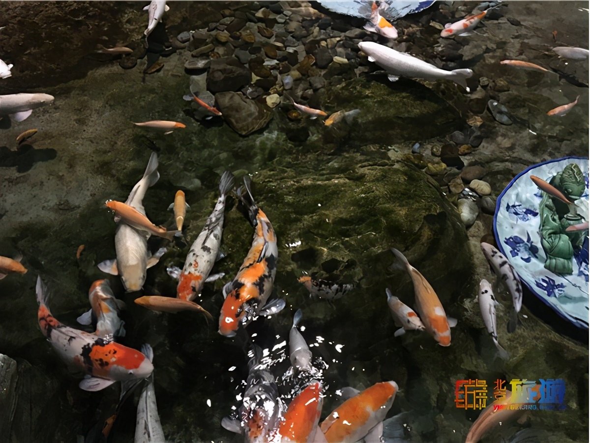 北京动物园海洋馆锦鲤,北京海洋馆锦鲤