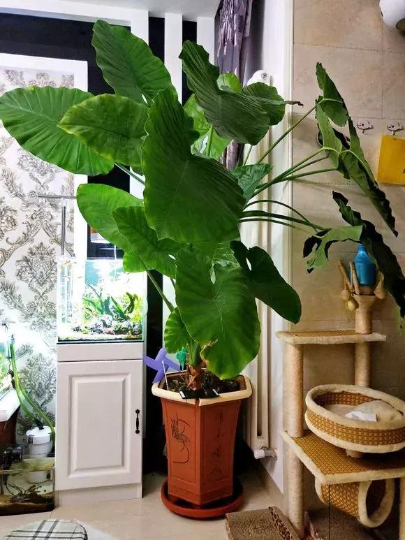 吸甲醛最好的8种花,什么花除甲醛最有效好养