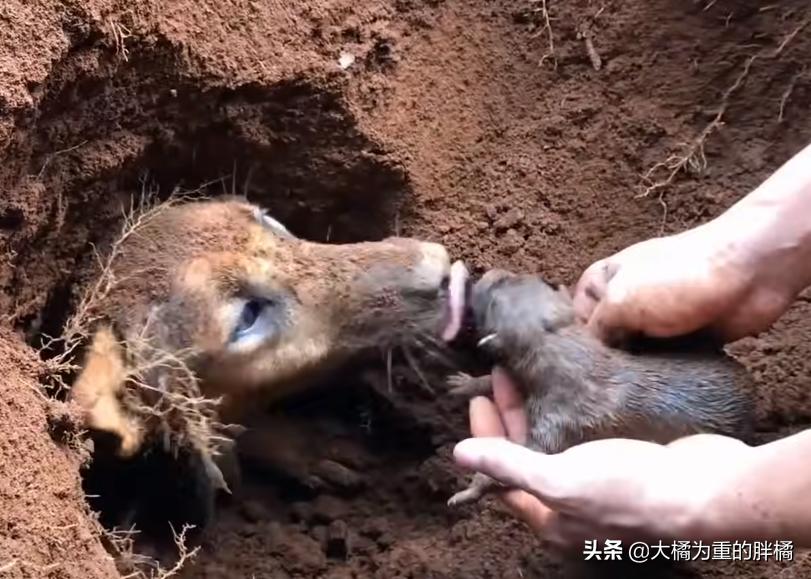 狗狗挖洞待产,分娩后遇到洞穴塌了,9只小狗先被救出