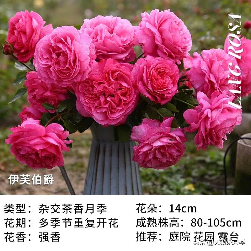 月季控对美的极致追求，尽在伊芙系列