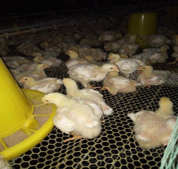 蛋鸡嗉囊炎怎么治疗,鸡嗉囊肿胀怎么彻底解决