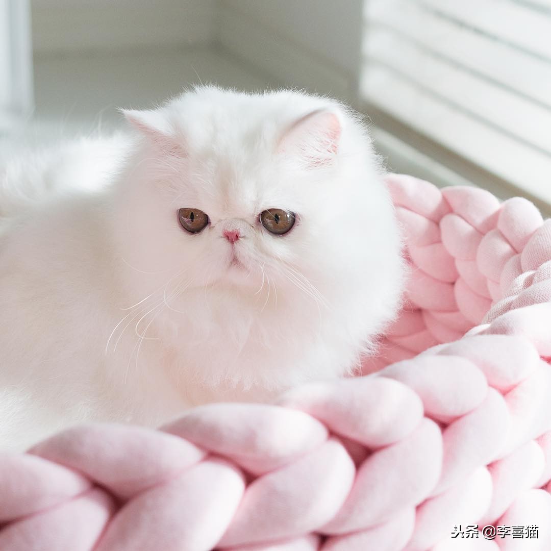 猫咪所有类型,猫咪哪个品种毛好摸又好养