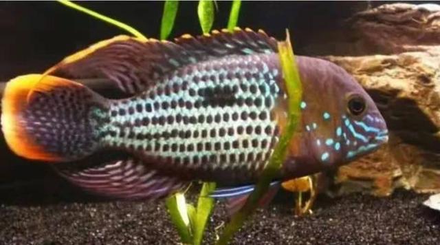 以剥削别人的利润购买而来的观赏鱼,是养不好的!