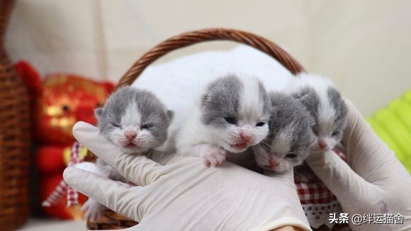 满月小猫喝羊奶粉一直拉稀怎么办,小猫咪喝羊奶粉拉稀正常吗