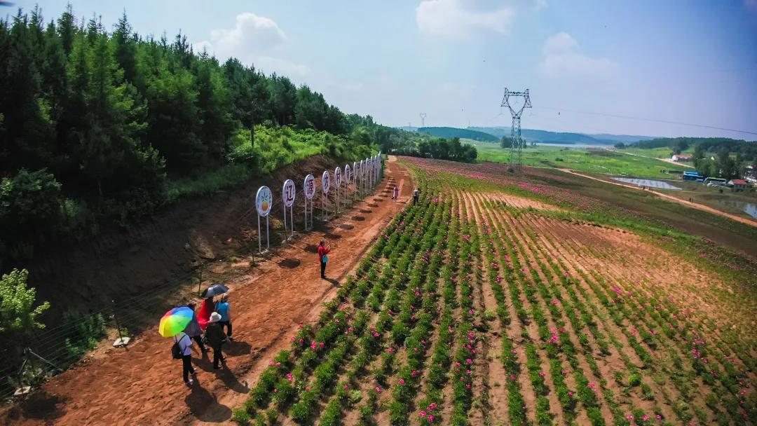 真香预警！300亩花海盛放，烤全羊十里飘香！