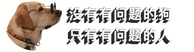 德系杜宾犬护主,不断尾的杜宾犬德系