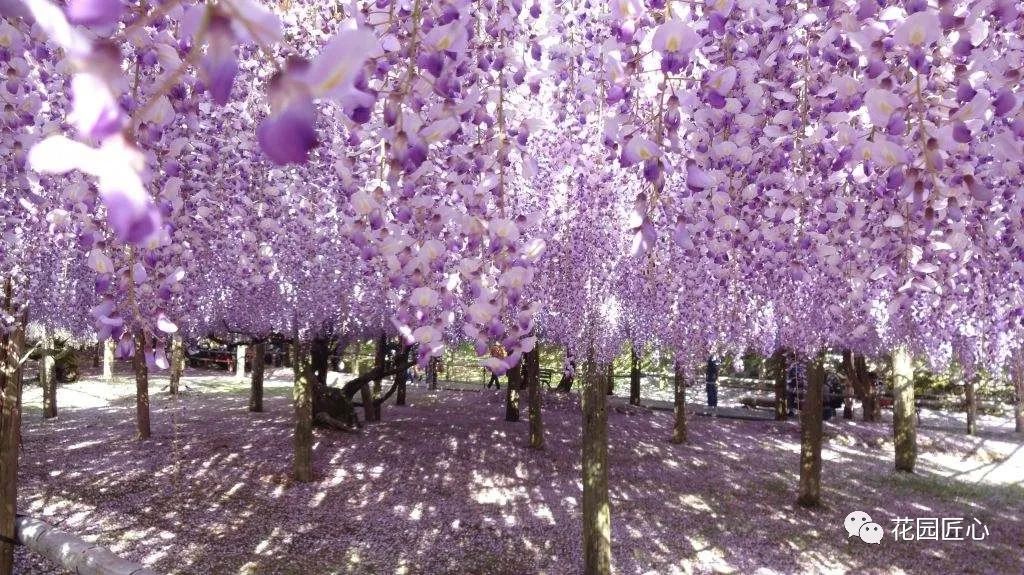 紫藤花开不负春光不负卿什么意思,紫藤花开岁月静好