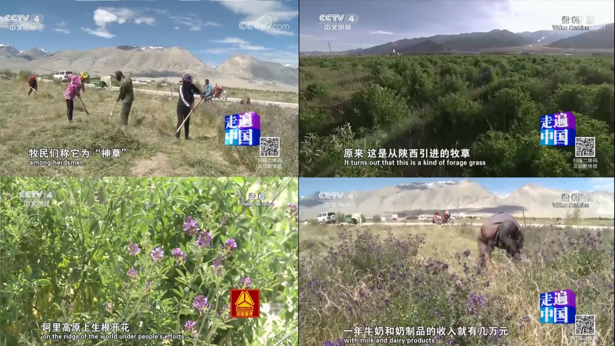 天堂*藏西**-好吃的草成了扶贫开发的头号工程，牛羊就快乐起来啦