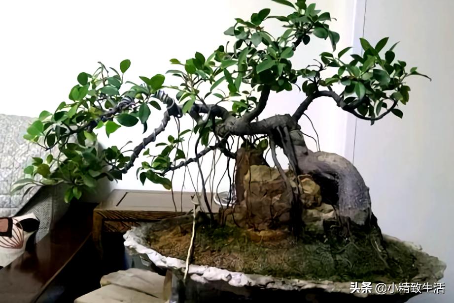 参榕是怎么养成的,养人参榕树用什么土