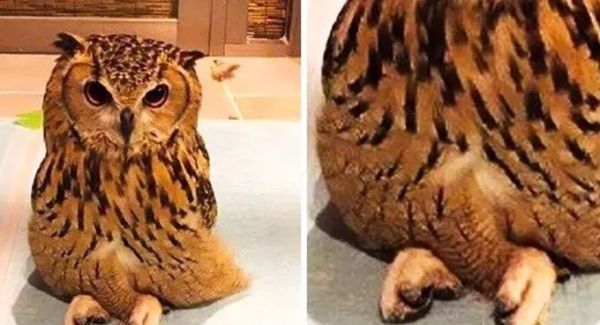 盘点各种呆萌生物,萌萌哒的动物图片大全