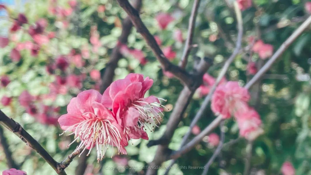 南京赏梅花的绝佳位置,南京赏梅花的最佳地方