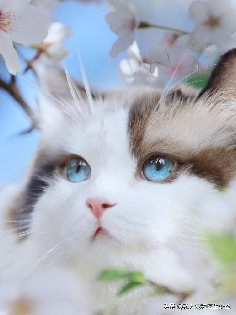 安爸告诉您毛发不好的猫咪可以吃这5种食物护理