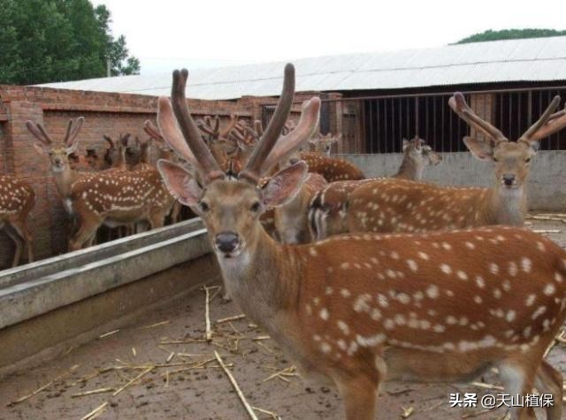 梅花鹿养殖成为农民致富新途径,养殖梅花鹿致富途径