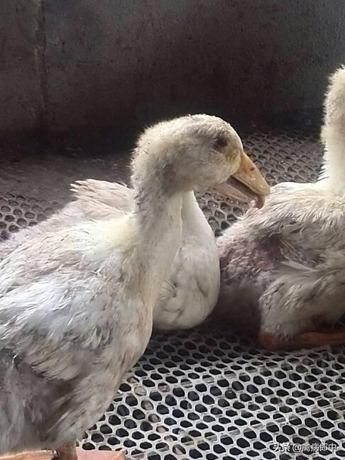 鸭眼流粘液,鸭支原体