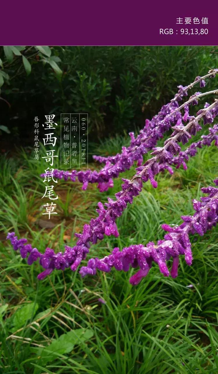 喜欢紫色的女人是不是男朋友多呀,一个喜欢紫色的女孩