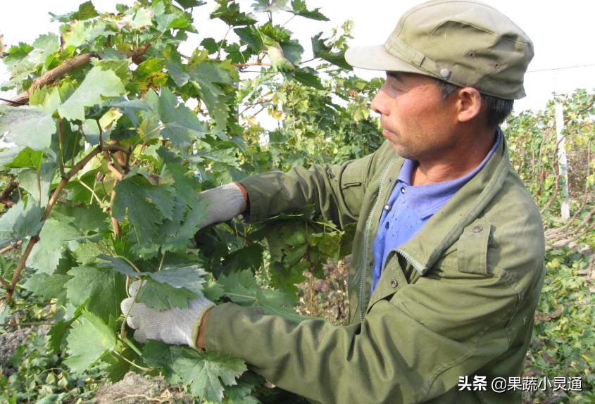 葡萄果穗发黑干枯怎么回事,葡萄果实有黑斑的防治方法