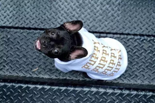 金链子狗潮牌,潮牌boy金链子