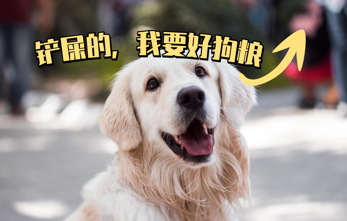 冷门好养的狗,十大被公认最好看的狗狗