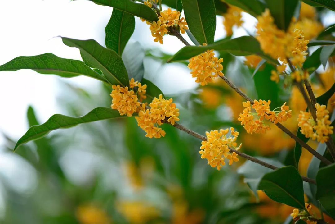 100种常见观叶植物图鉴史上最全,农村常见的100种植物