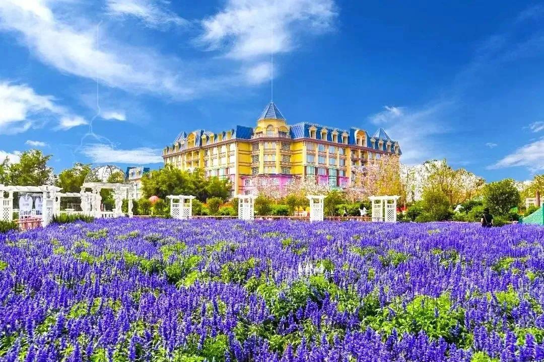 南沙葵园花海景区,广州南沙万顷葵园最佳旅游时间