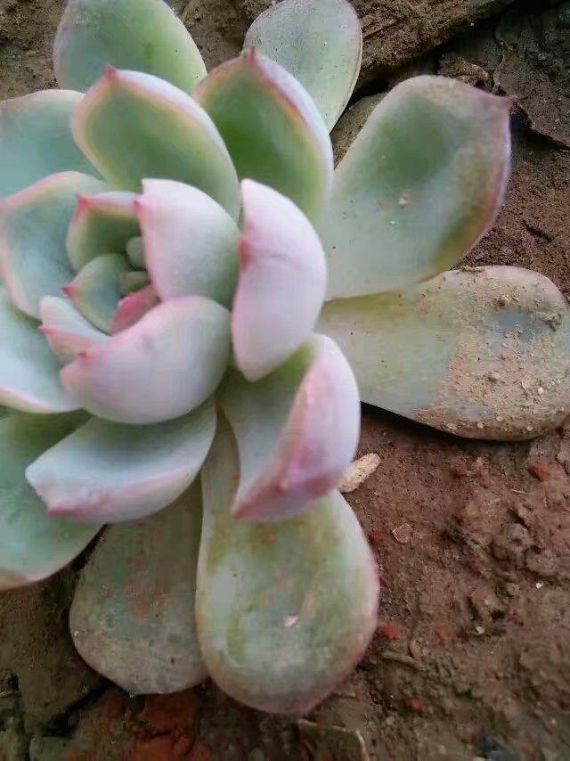 多肉一直放在散射光可以吗,多肉一直养在室内可以吗