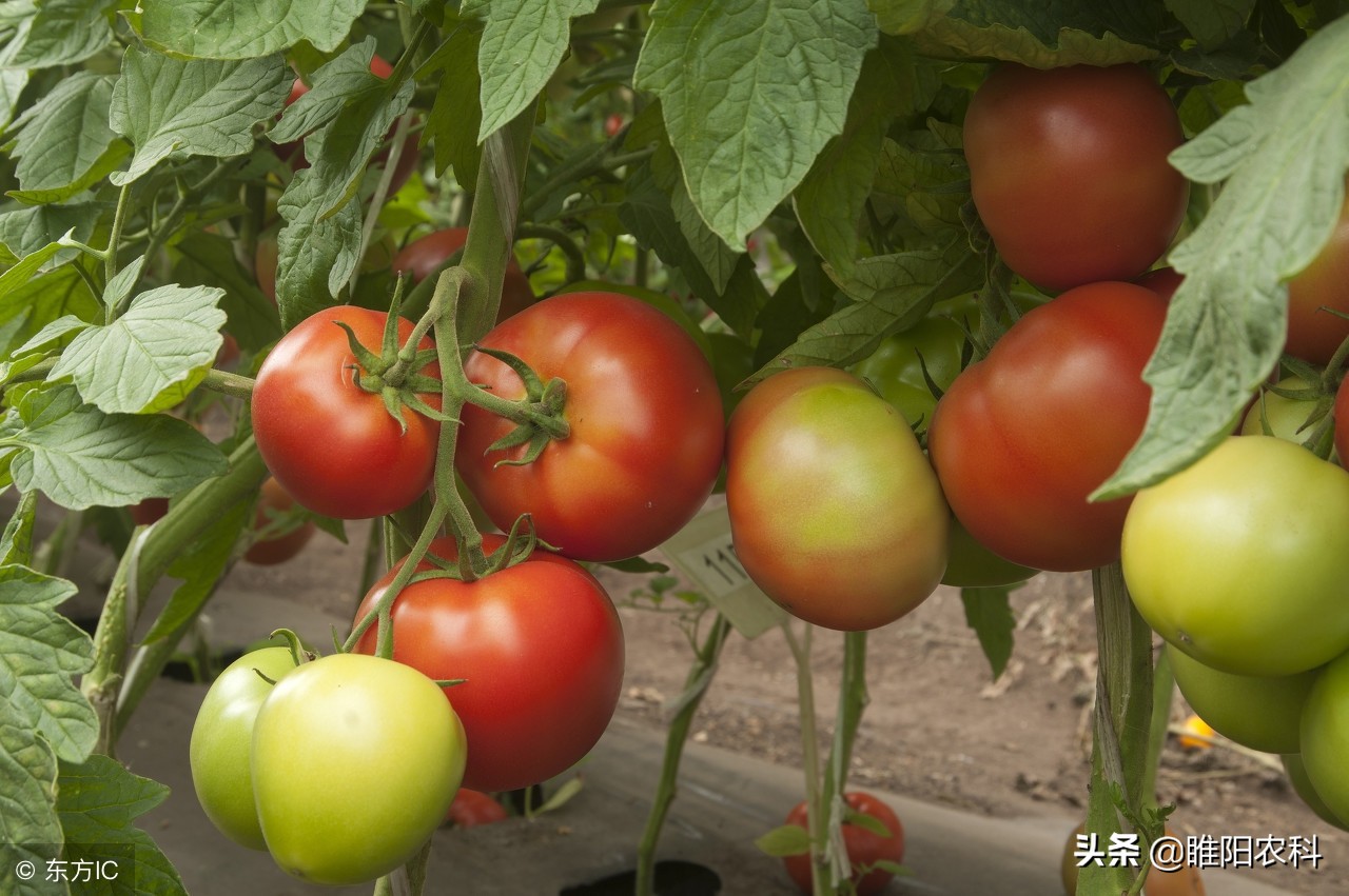 红蜘蛛灰霉病很严重怎么办,防治红蜘蛛用什么药剂