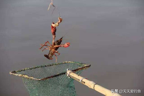 不会钓鱼只会捕鱼,只会钓鱼不会吃鱼