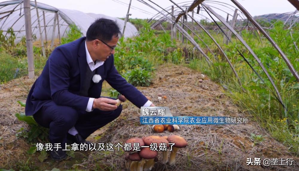 大球盖菇与松茸干货识别,大球盖菇干品